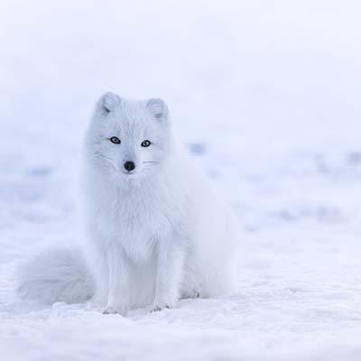 Image for event: Fun Science Friday - &quot;Winter Animals&quot;