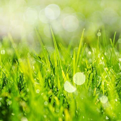 Image for event: Spring Into Organic Lawns